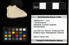 Foto (Objekt + Etiketten) von ? Goniodromites sp. 